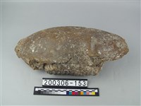 藏品(象齒槽)的圖片