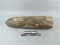 藏品(象牙)的圖片