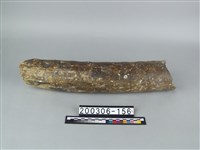 藏品(象牙)的圖片