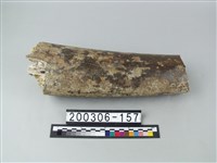 藏品(象牙)的圖片