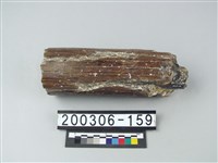 藏品(象牙)的圖片