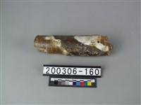 藏品(象牙)的圖片