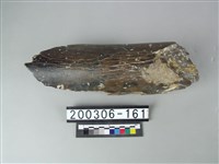 藏品(象牙)的圖片