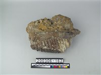 藏品(象齒)的圖片