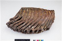 藏品(淮河象臼齒)的圖片