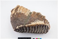 藏品(淮河象臼齒)的圖片