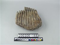 藏品(象齒)的圖片