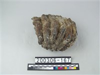 藏品(象齒)的圖片