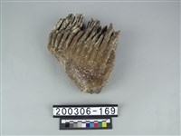 藏品(象齒)的圖片