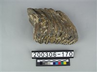 藏品(象齒)的圖片