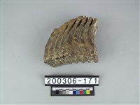 藏品(象齒)的圖片