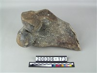 藏品(象骨)的圖片