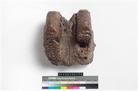 藏品(象齒槽)的圖片