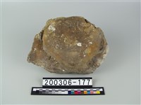 藏品(象骨（部位不明）)的圖片