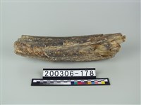 藏品(象牙)的圖片