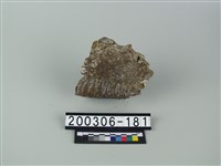 藏品(象齒)的圖片