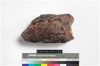 藏品(象牙)的圖片