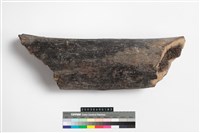 藏品(象肢骨)的圖片