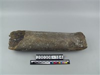 藏品(象肋骨)的圖片