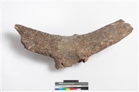 藏品(牛頭)的圖片