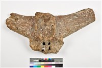 藏品(德氏水牛頭蓋骨)的圖片