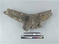 藏品(牛頭)的圖片