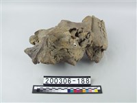 藏品(牛頭)的圖片