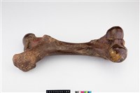 藏品(德氏水牛左腿骨)的圖片