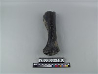 藏品(牛四肢骨)的圖片