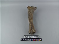 藏品(牛脛骨)的圖片