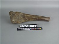 藏品(牛脛骨)的圖片