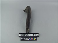 藏品(牛肢骨)的圖片