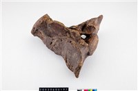 藏品(德氏水牛薦椎)的圖片