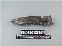 藏品(牛肩胛骨)的圖片