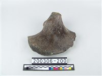 藏品(象盆骨)的圖片