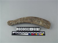 藏品(象肋骨)的圖片