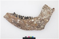 藏品(德氏水牛下顎骨)的圖片