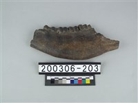 藏品(牛下顎骨)的圖片