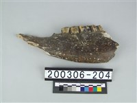 藏品(牛下顎骨)的圖片