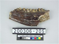 藏品(牛下顎骨)的圖片