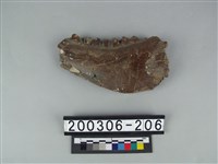 藏品(牛下顎骨)的圖片