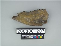 藏品(牛下顎骨)的圖片