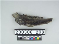 藏品(牛下顎骨)的圖片