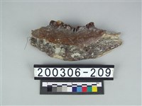 藏品(牛下顎骨)的圖片