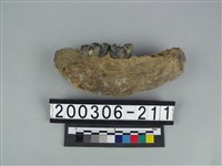 藏品(牛下顎骨)的圖片