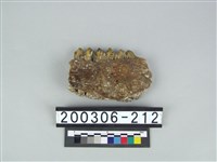 藏品(牛下顎骨)的圖片