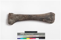 藏品(馬脛骨)的圖片