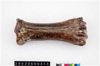 藏品(德氏水牛後掌骨)的圖片