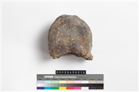 藏品(象脊椎骨)的圖片