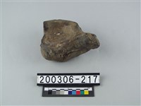 藏品(牛骨（部位不明）)的圖片